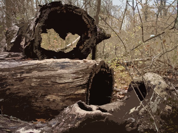 Digital photograph by David J. Downs